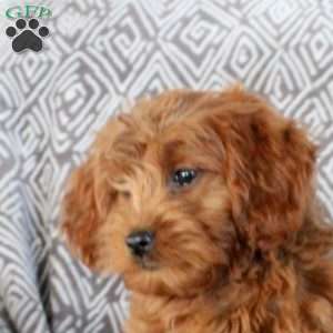 Zella, Mini Goldendoodle Puppy