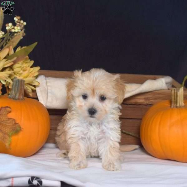 Zesty, Maltipoo Puppy
