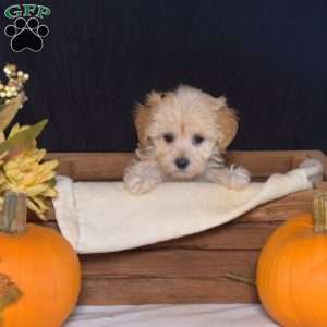 Zesty, Maltipoo Puppy