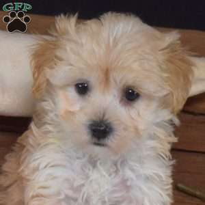 Zesty, Maltipoo Puppy