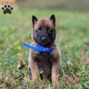 Zeus, Belgian Malinois Puppy