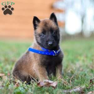 Zeus, Belgian Malinois Puppy