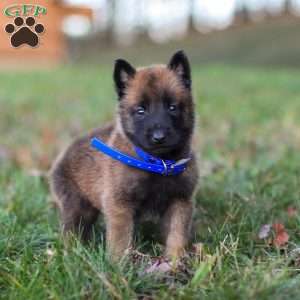 Zeus, Belgian Malinois Puppy