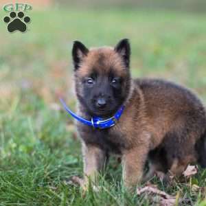 Zeus, Belgian Malinois Puppy