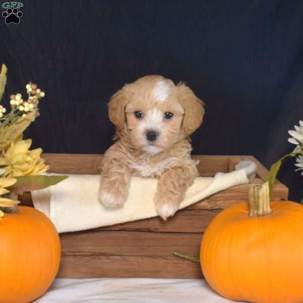 Ziggy, Maltipoo Puppy