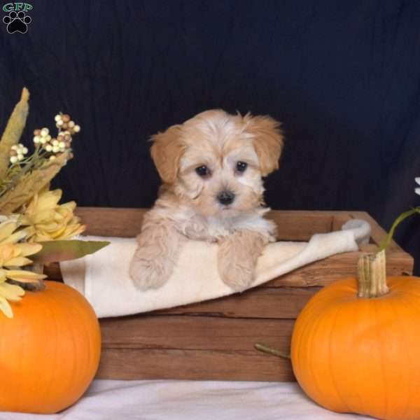 Zinnia, Maltipoo Puppy