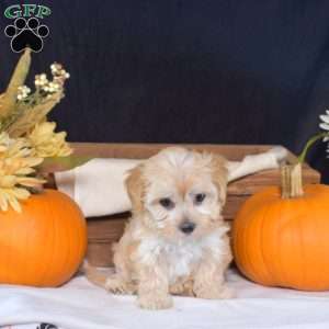 Zinnia, Maltipoo Puppy