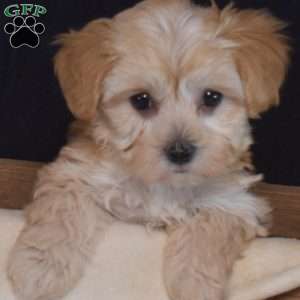 Zinnia, Maltipoo Puppy