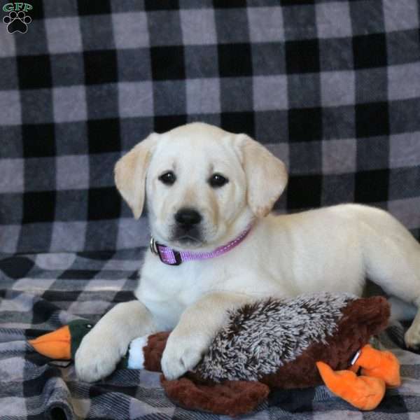 Zoe, Yellow Labrador Retriever Puppy
