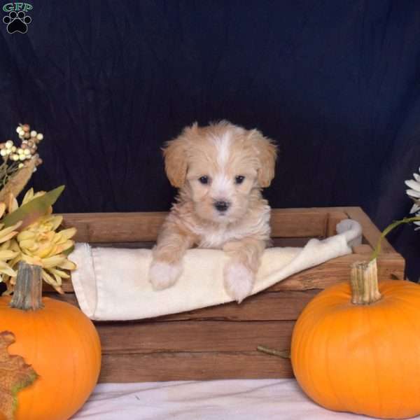 Zoey, Maltipoo Puppy
