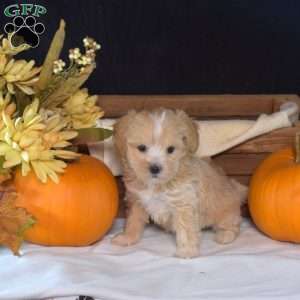 Zoey, Maltipoo Puppy