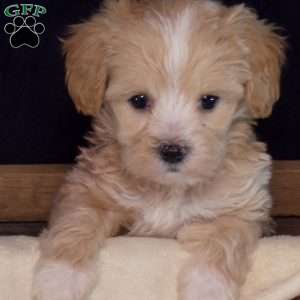 Zoey, Maltipoo Puppy