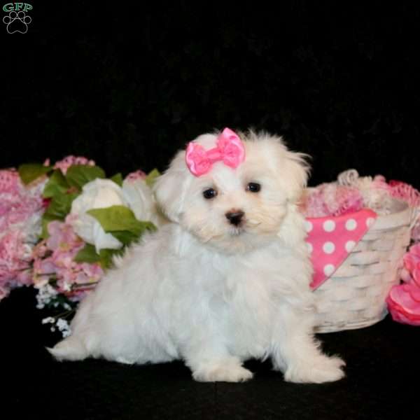 Zoey, Maltese Puppy
