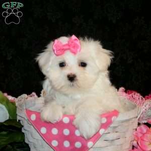 Zoey, Maltese Puppy