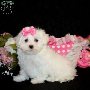 Zoey, Maltese Puppy