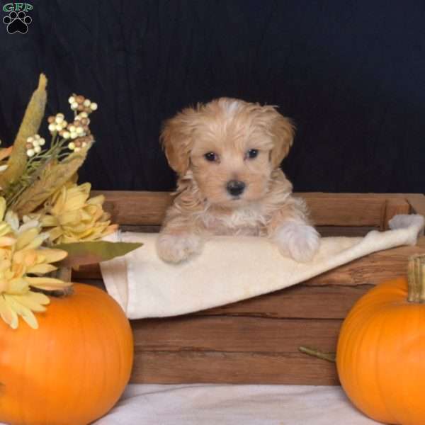 Zucchini, Maltipoo Puppy