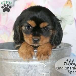 Abby, Cavalier King Charles Spaniel Puppy