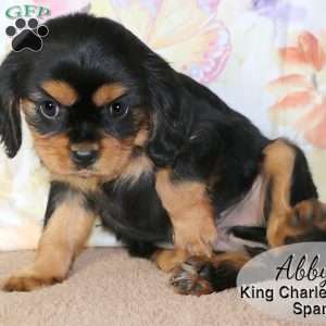 Abby, Cavalier King Charles Spaniel Puppy