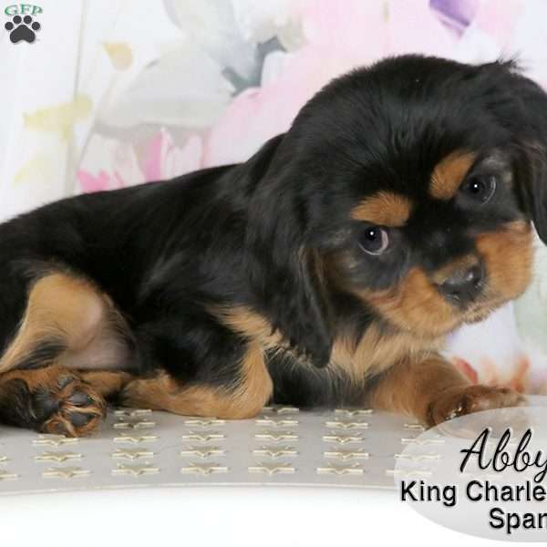 Abby, Cavalier King Charles Spaniel Puppy