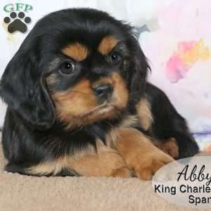 Abby, Cavalier King Charles Spaniel Puppy
