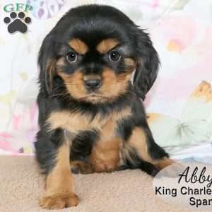Abby, Cavalier King Charles Spaniel Puppy