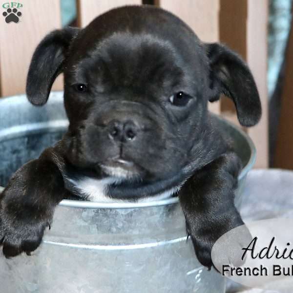 Adric, French Bulldog Mix Puppy