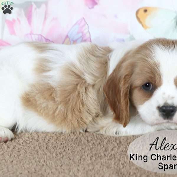 Alex, Cavalier King Charles Spaniel Puppy