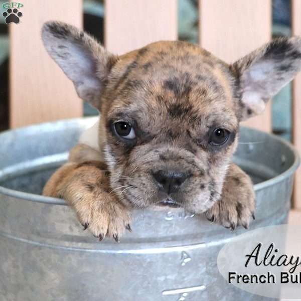 Aliaya, French Bulldog Mix Puppy