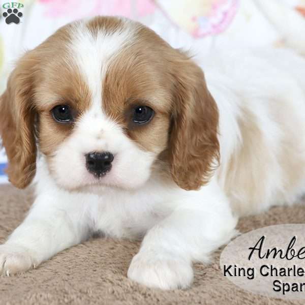 Amber, Cavalier King Charles Spaniel Puppy