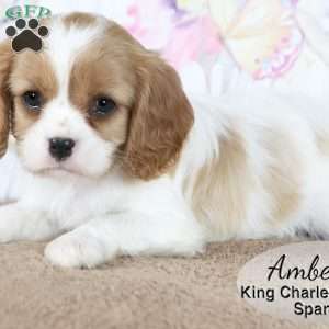 Amber, Cavalier King Charles Spaniel Puppy