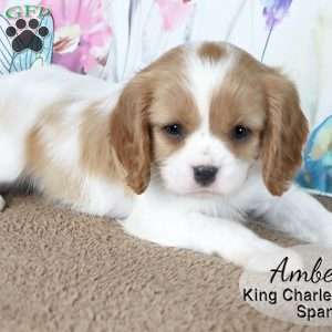 Amber, Cavalier King Charles Spaniel Puppy