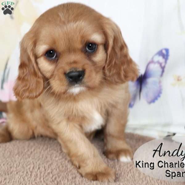 Andy, Cavalier King Charles Spaniel Puppy
