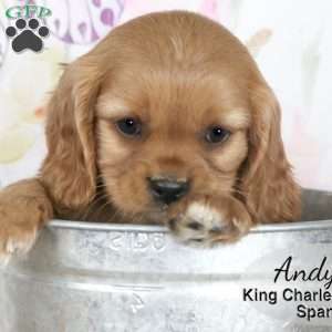 Andy, Cavalier King Charles Spaniel Puppy
