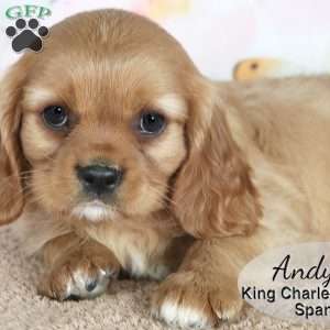 Andy, Cavalier King Charles Spaniel Puppy