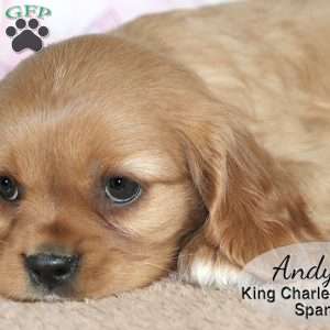 Andy, Cavalier King Charles Spaniel Puppy
