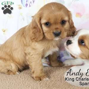 Andy, Cavalier King Charles Spaniel Puppy