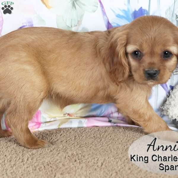 Annie, Cavalier King Charles Spaniel Puppy