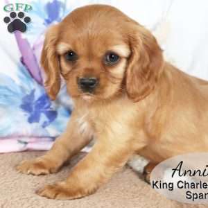 Annie, Cavalier King Charles Spaniel Puppy