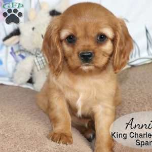 Annie, Cavalier King Charles Spaniel Puppy