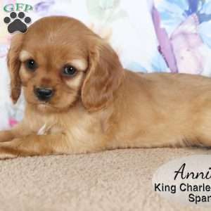 Annie, Cavalier King Charles Spaniel Puppy