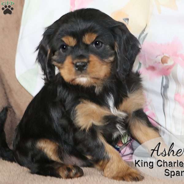 Asher, Cavalier King Charles Spaniel Puppy