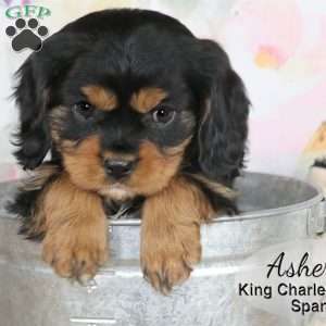 Asher, Cavalier King Charles Spaniel Puppy