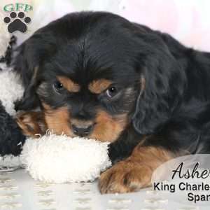 Asher, Cavalier King Charles Spaniel Puppy