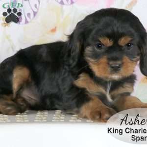 Asher, Cavalier King Charles Spaniel Puppy