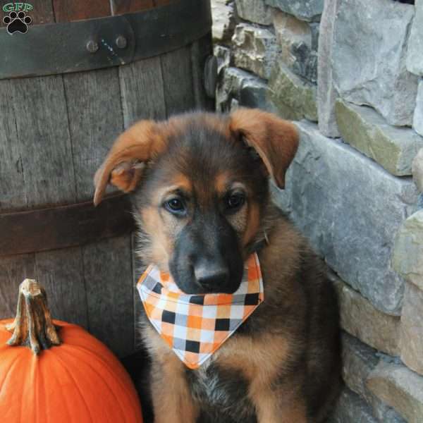Hank, German Shepherd Puppy