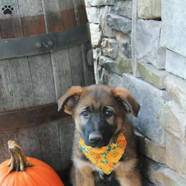Dolly, German Shepherd Puppy