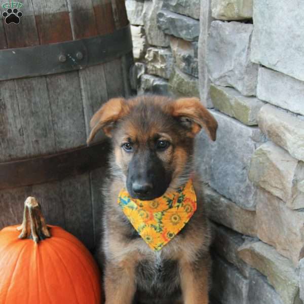 Reba, German Shepherd Puppy