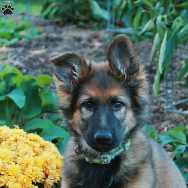 Waylon, German Shepherd Puppy
