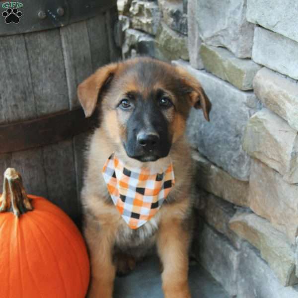 Big Red, German Shepherd Puppy