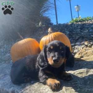 Cosmo, Dachshund Puppy